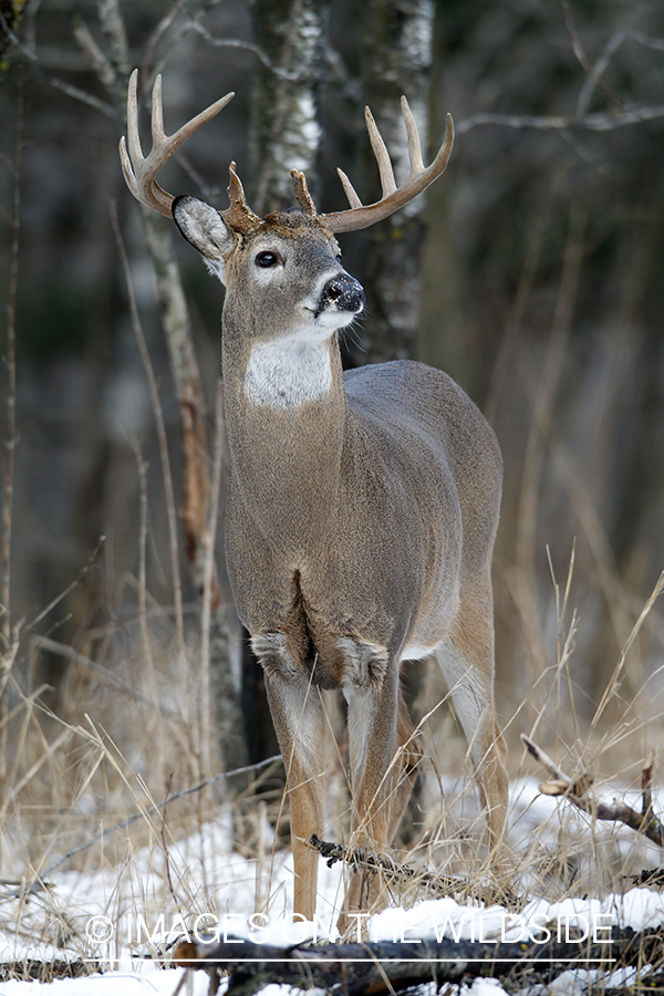 White-tailed buck in habitat.  