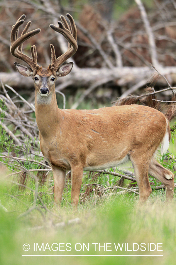 White-tailed buck in velvet.