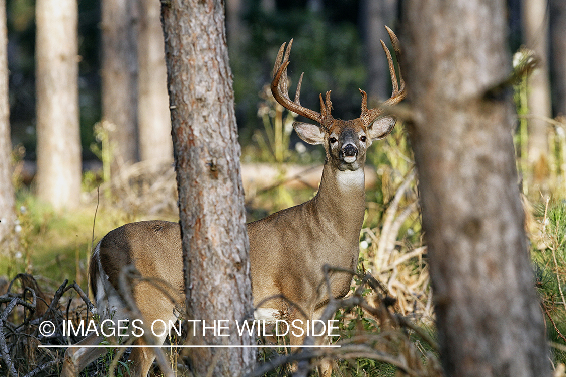 White-tailed buck in habitat.