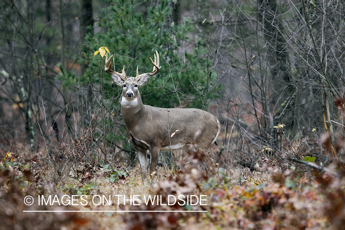 White-tailed buck in habitat.