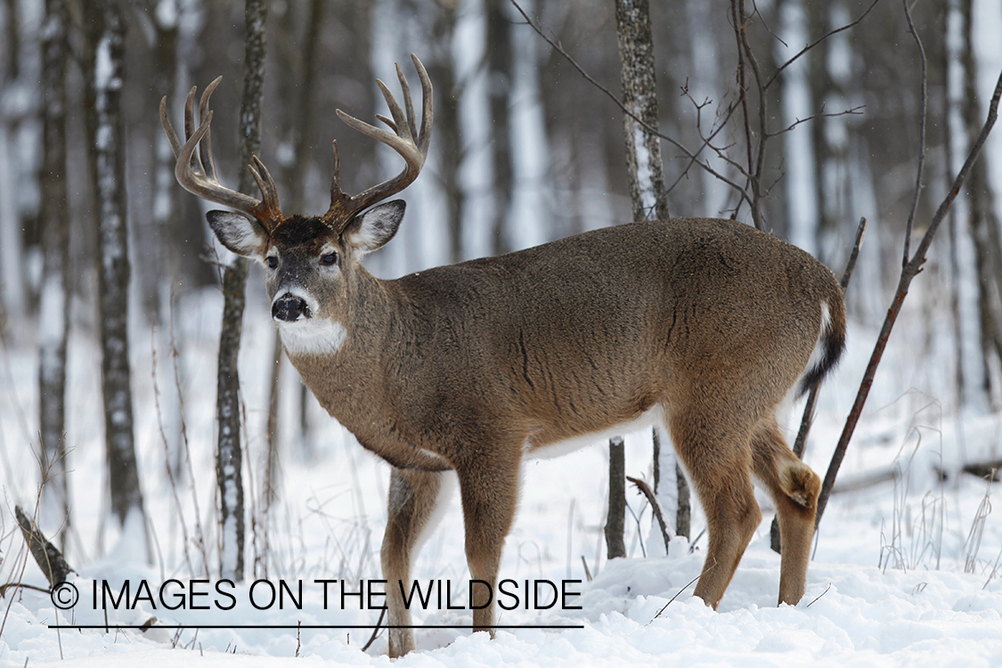 White-tailed buck in winter habitat.