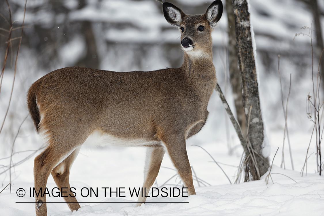 White-tailed fawn in habitat.