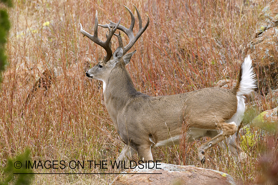 White-tailed buck in habitat.