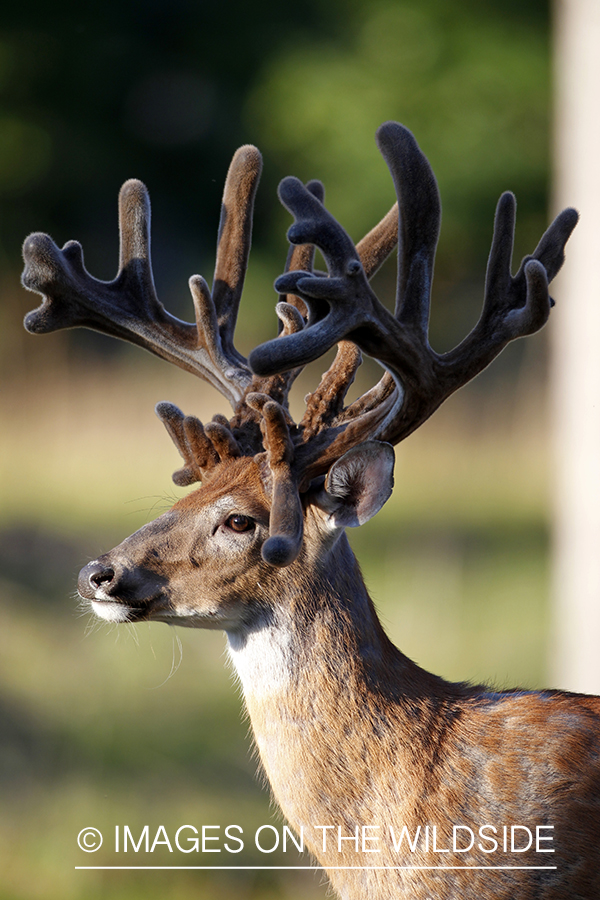 White-tailed buck in habitat.