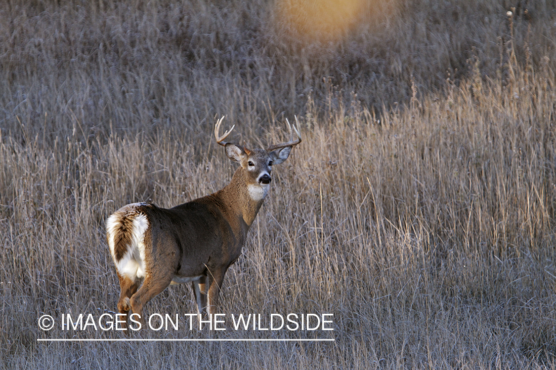 View of White-tailed buck in habitat from tree stand.