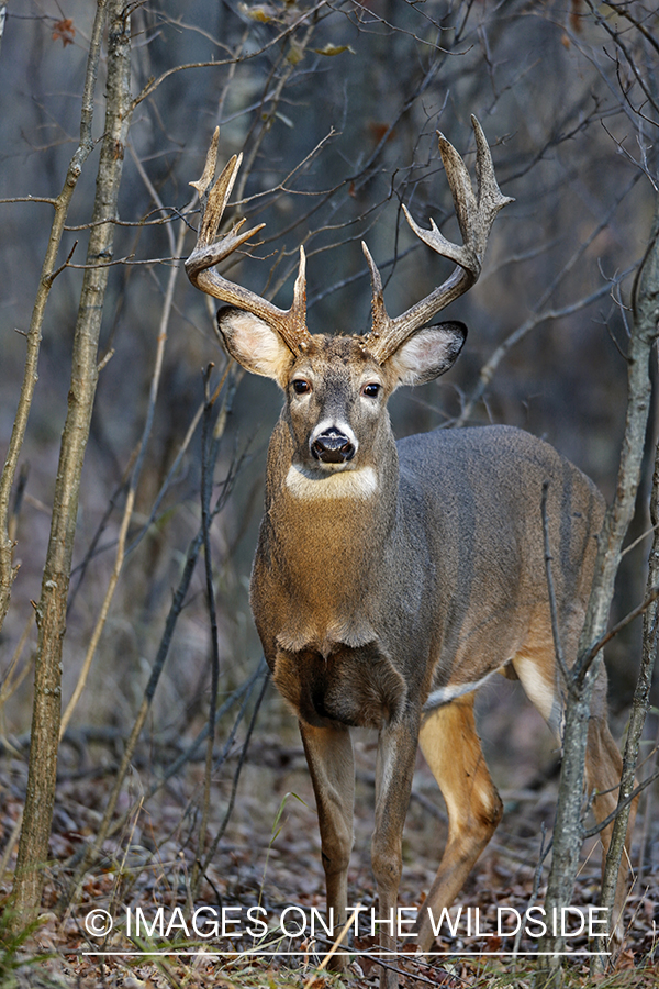 White-tailed buck in habitat.