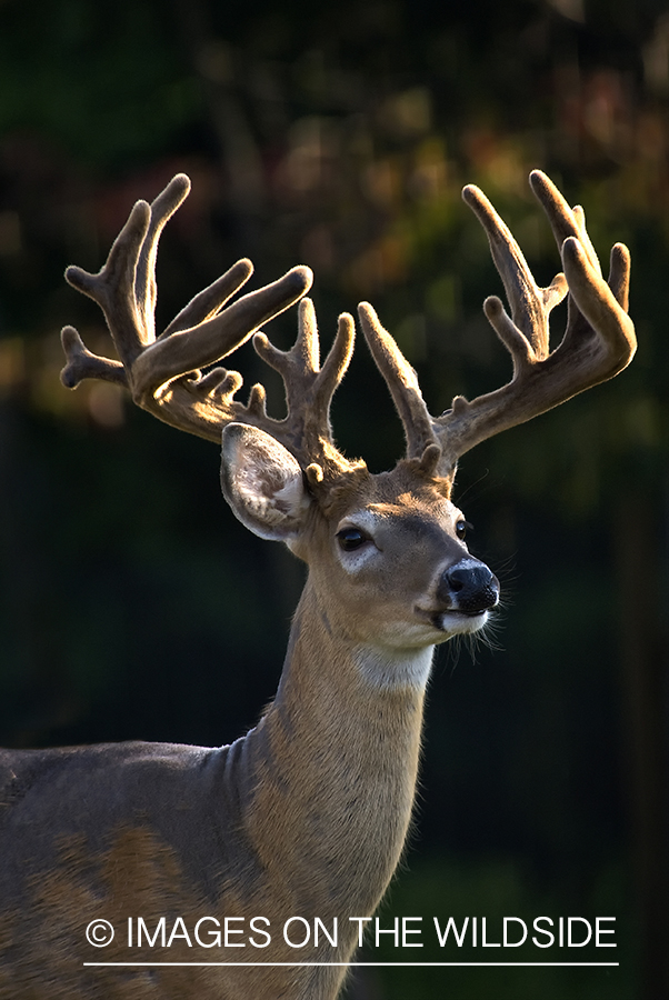 White-tailed buck in velvet.