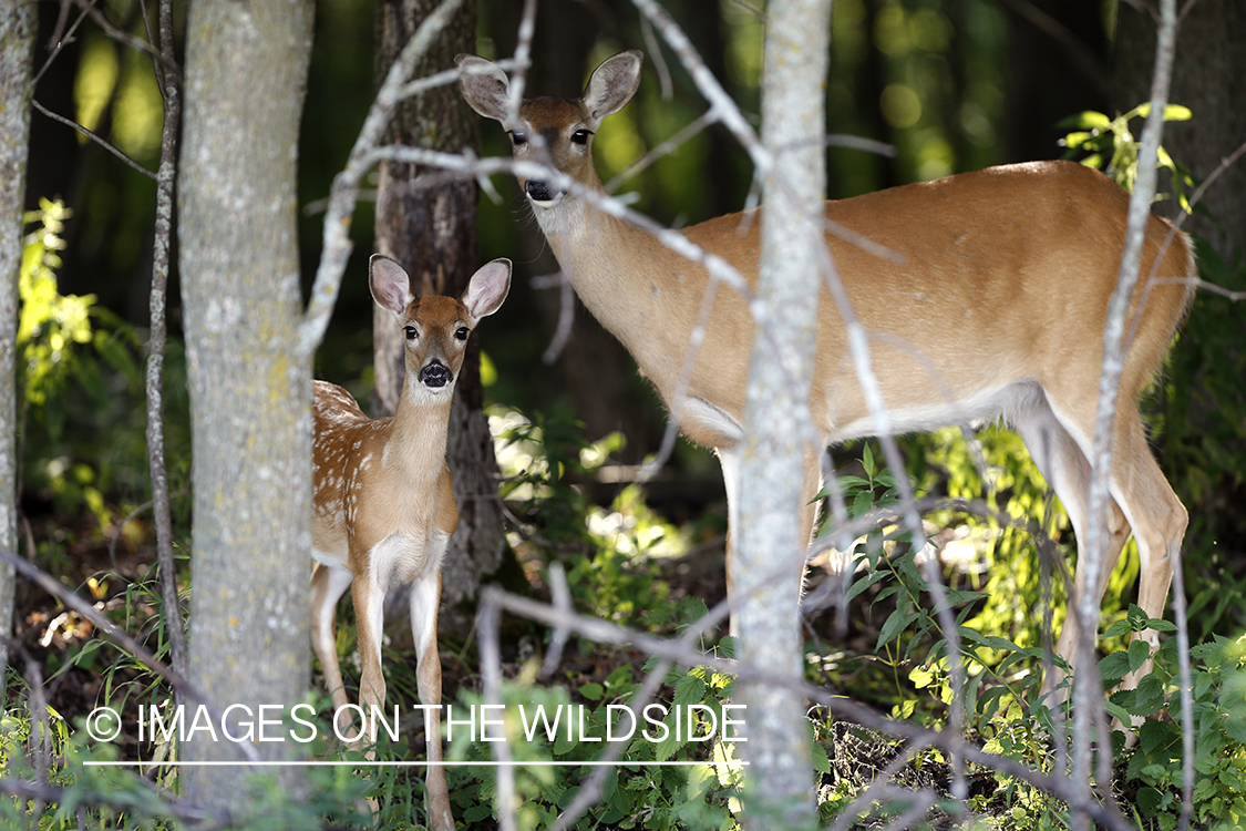 White-tailed doe with fawn in velvet.