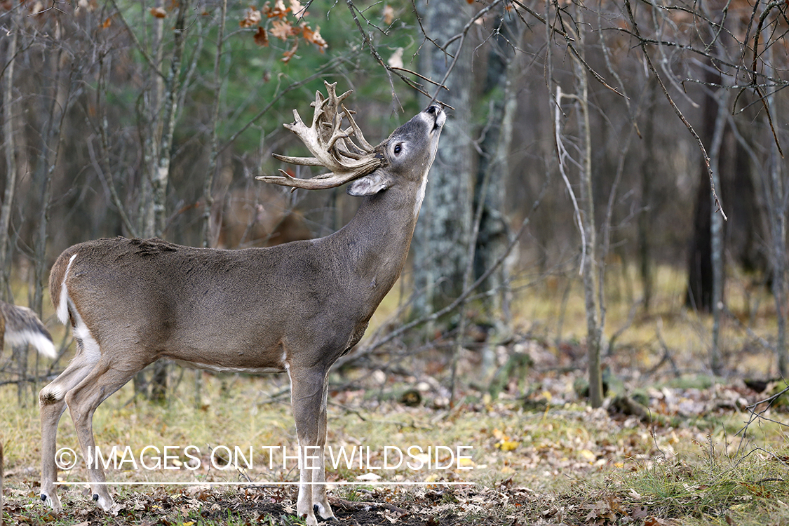 White-tailed buck scent marking.