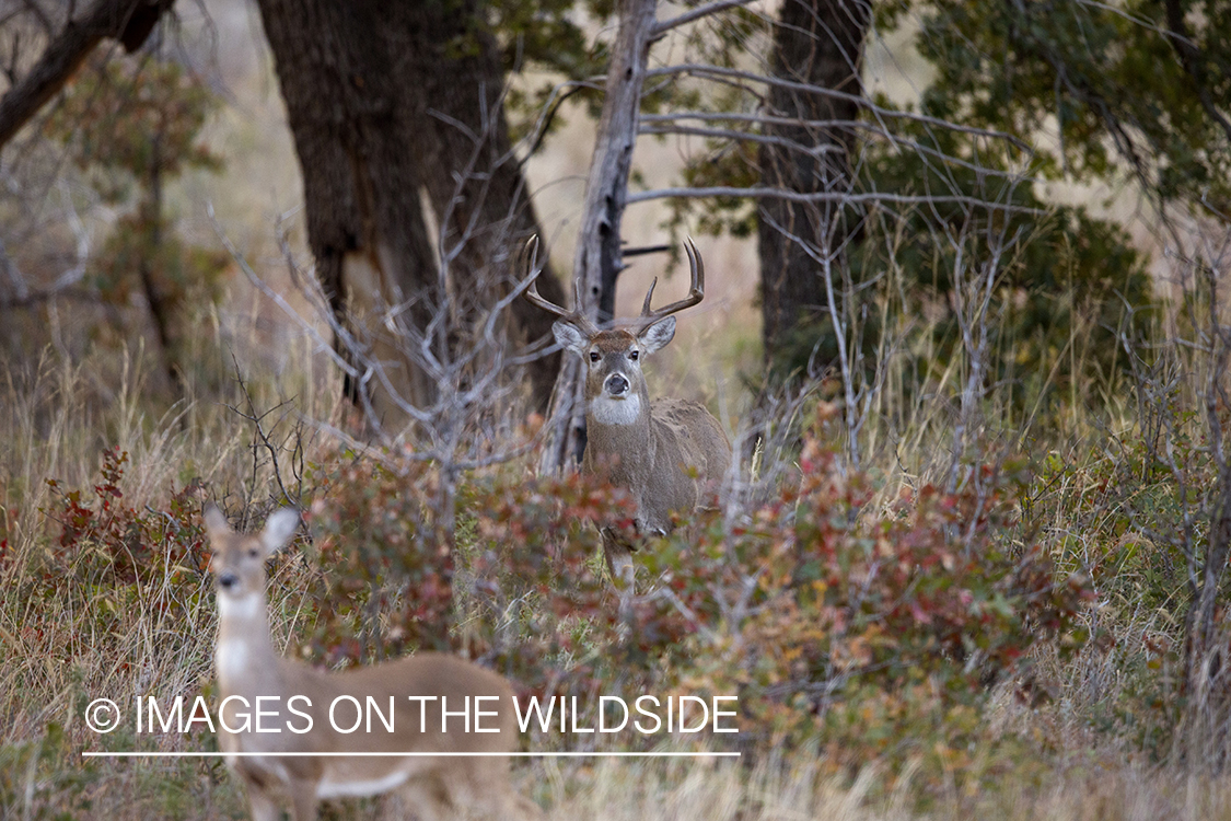 White-tailed buck approaching doe during the rut. 