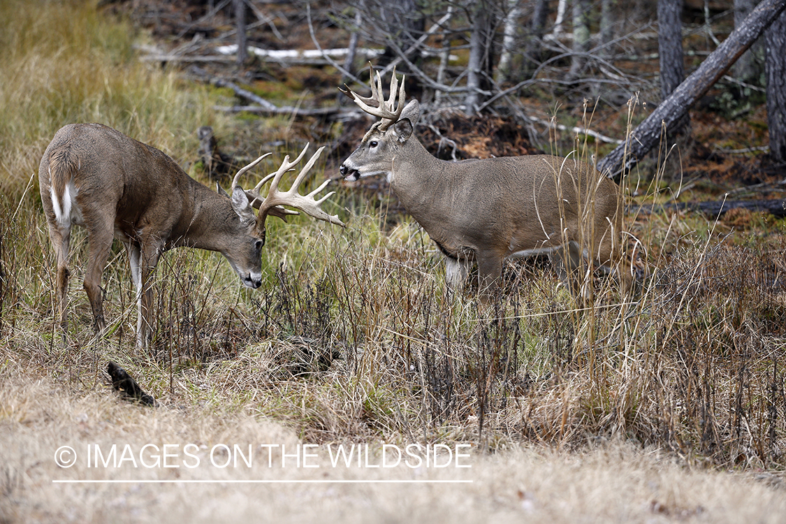 White-tailed bucks fighting during the rut. 