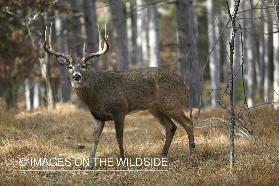 White-tailed buck in habitat.