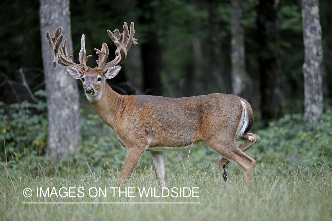 White-tailed Buck in Velvet.