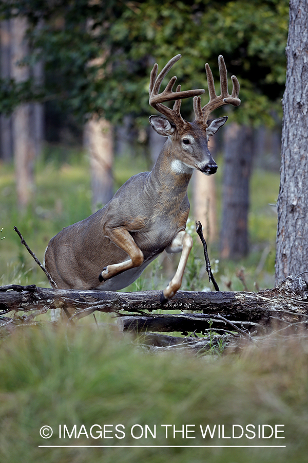 White-tailed buck jumping over log.