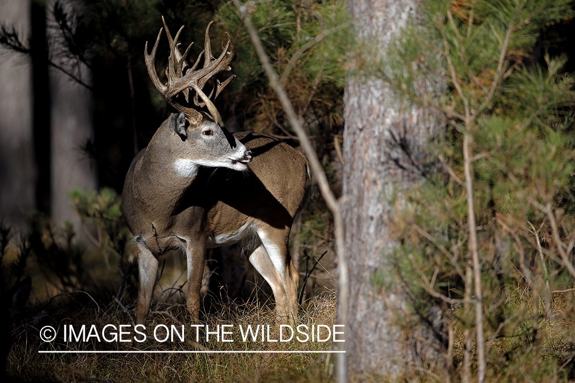 White-tailed buck in woods.