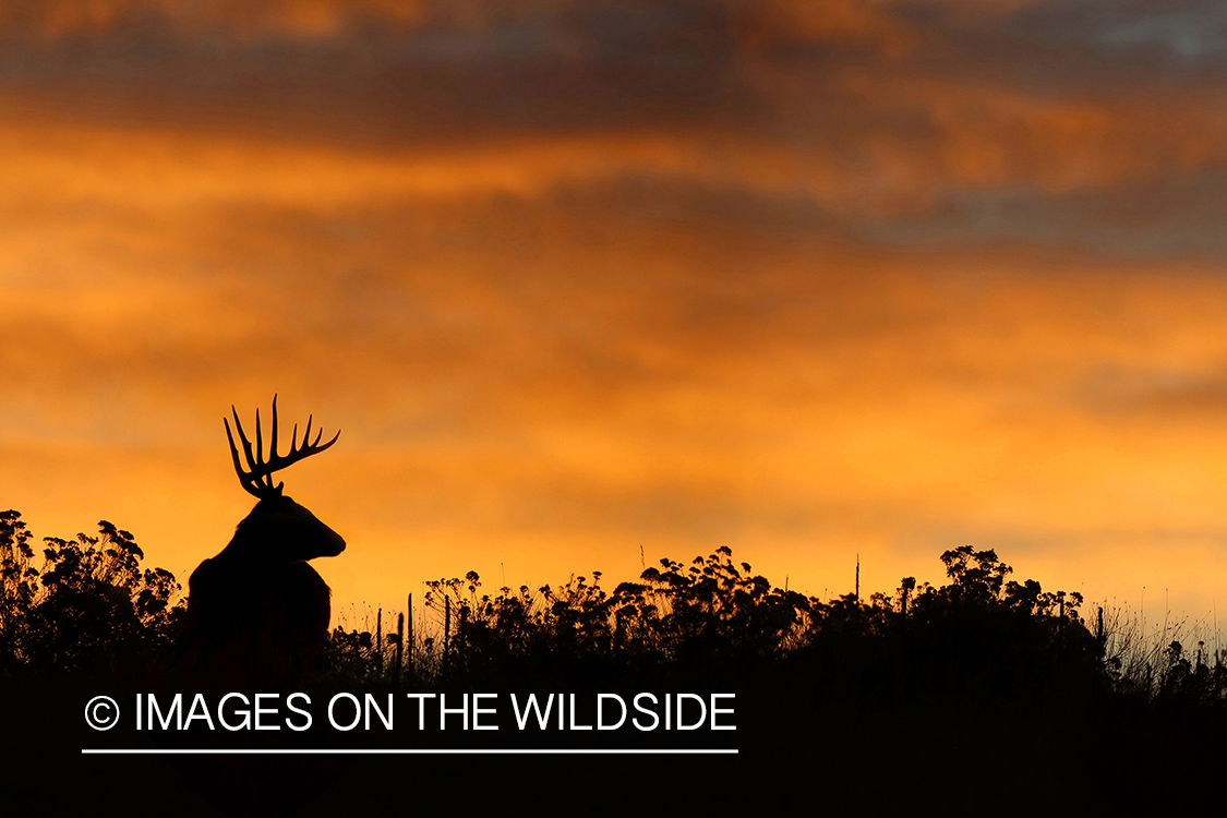 White-tailed buck silhouette at sunrise.