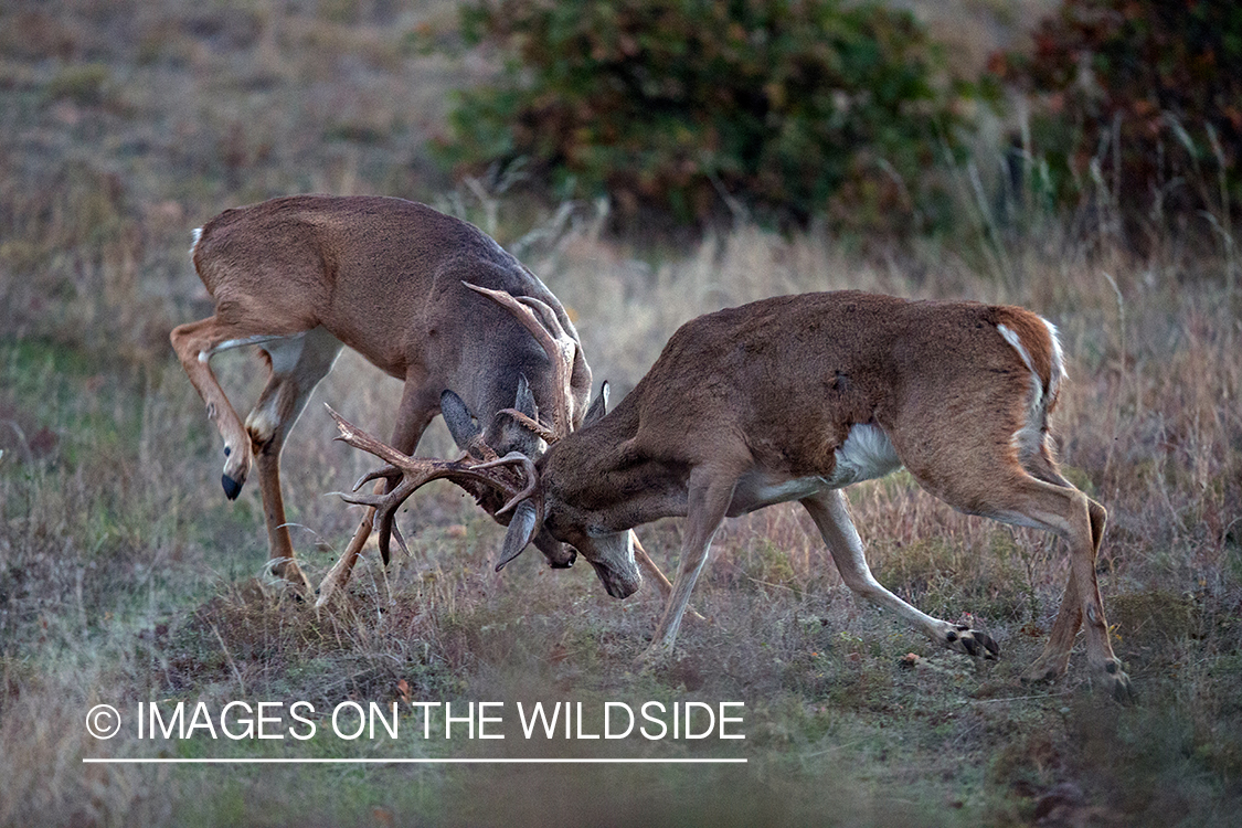 White-tailed bucks fighting.