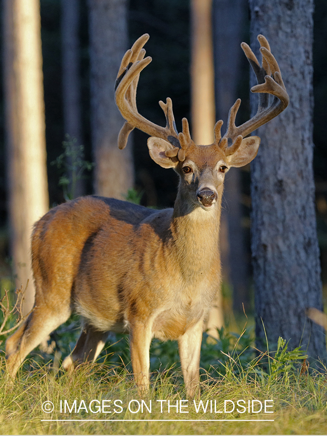 White-tailed buck in velvet.