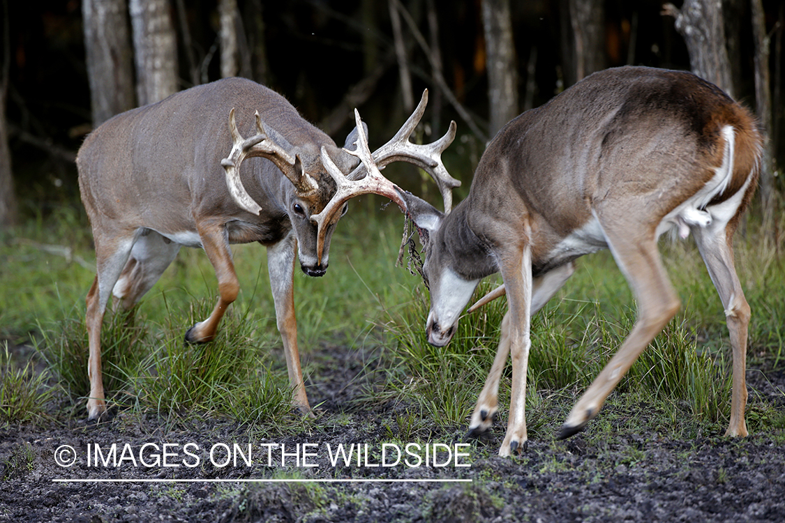 White-tailed deer sparring.