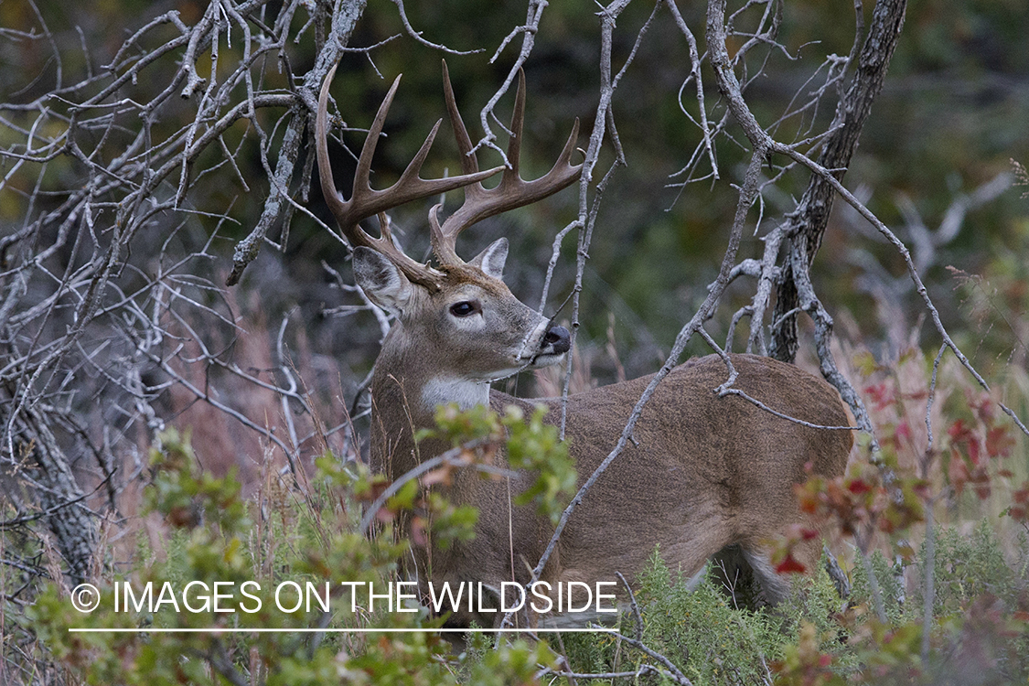 White-tailed buck in field.