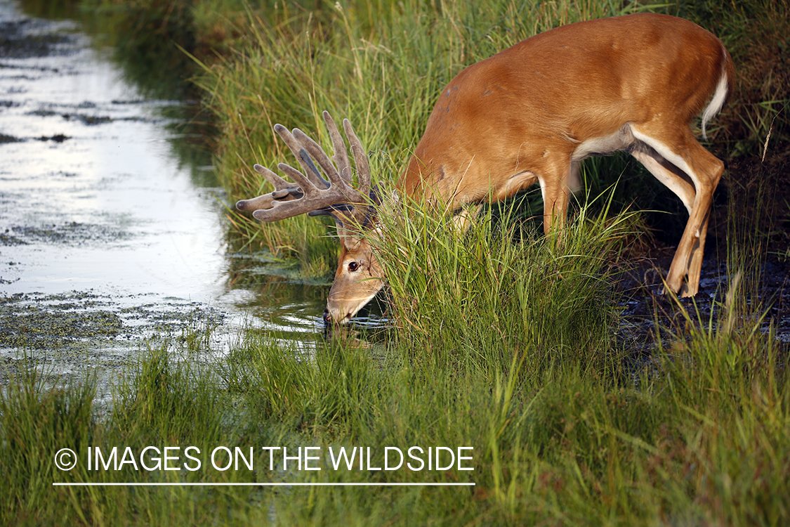 White-tailed buck next to stream.