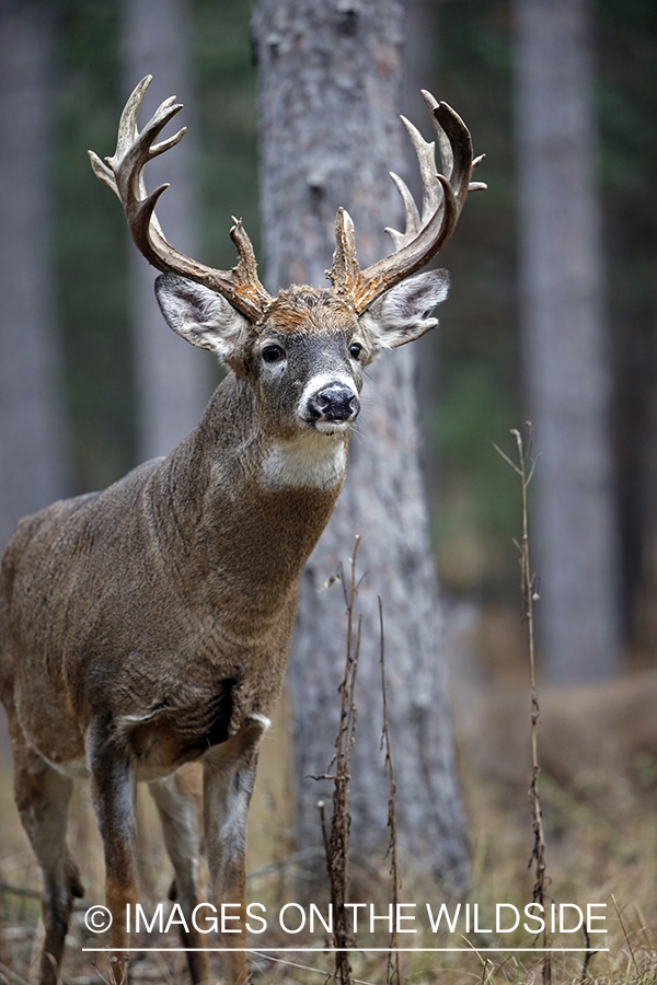 White-tailed buck in field.