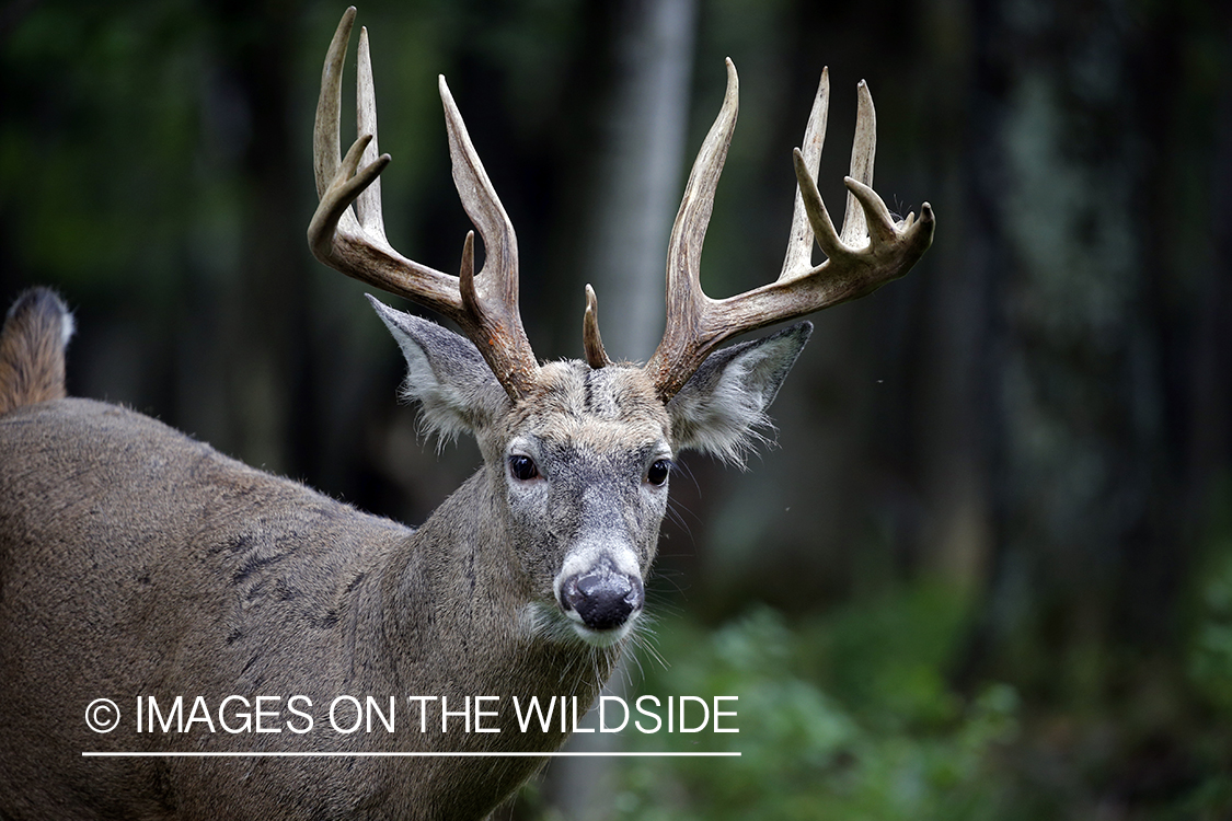 White-tailed buck in the rut.