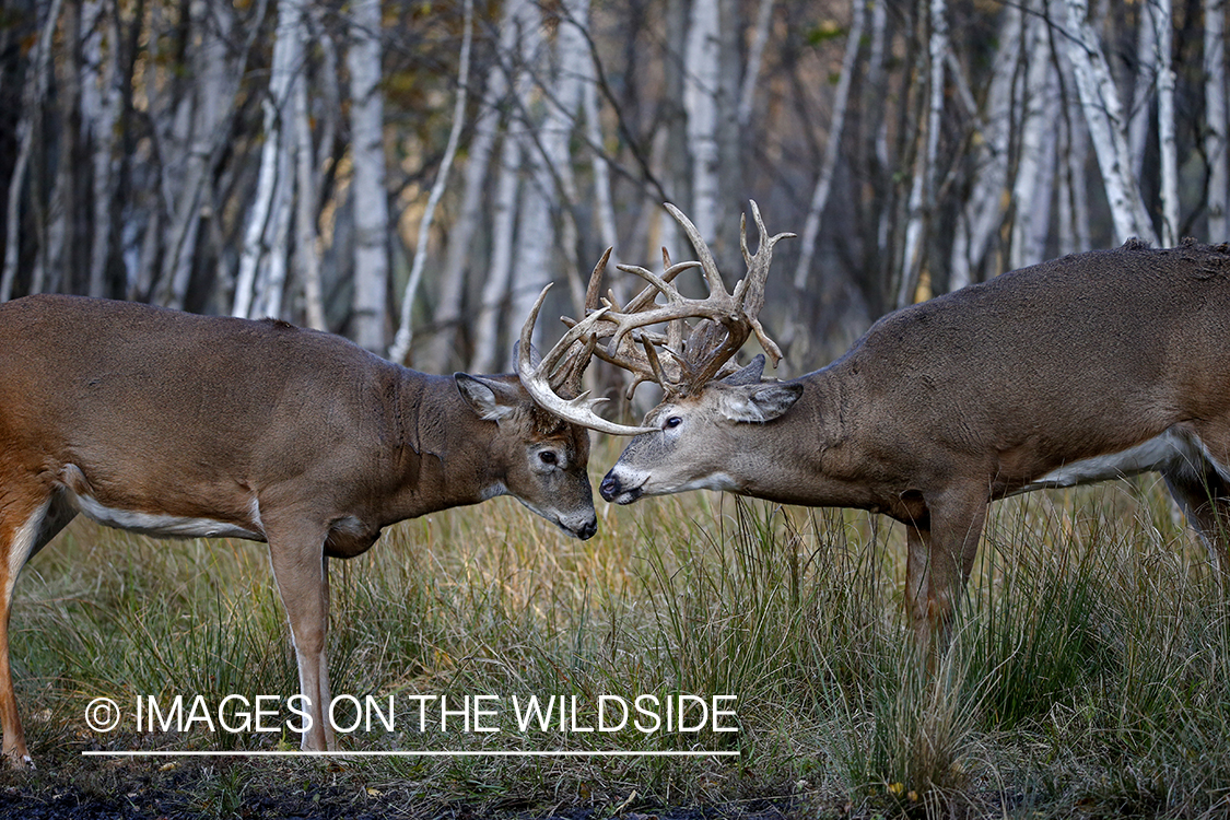 White-tailed bucks fighting.