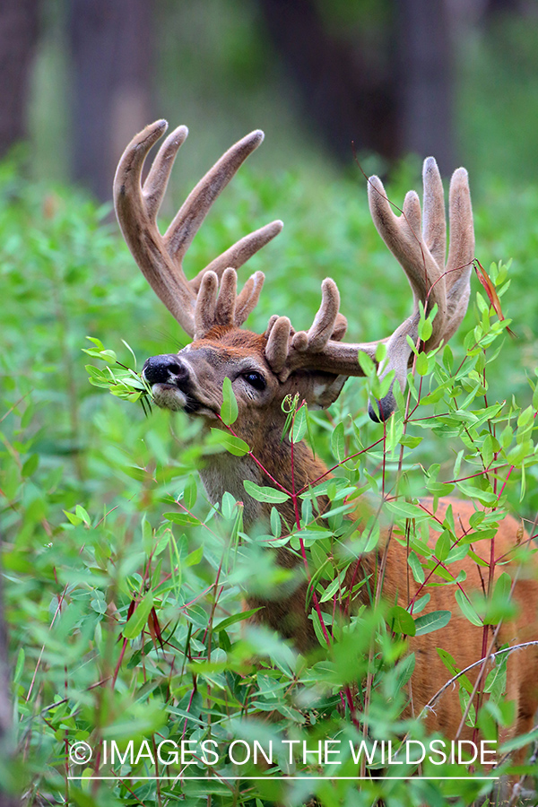 White-tailed buck in Velvet.