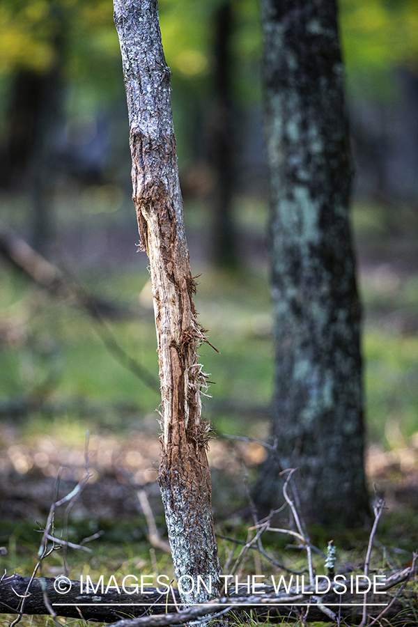 Scrape from White-tailed buck.