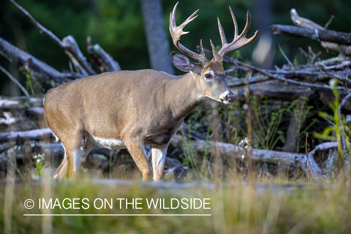 White-tailed buck in field.