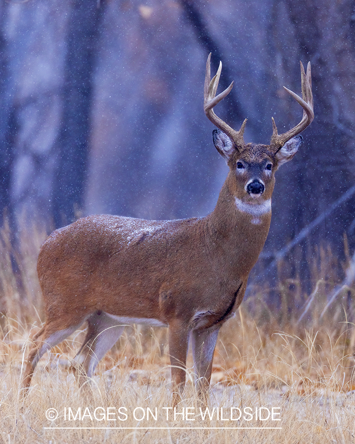 White-tailed buck in field.