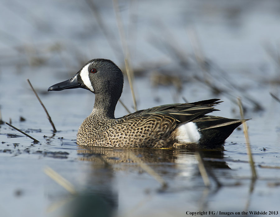 Blue-winged teal in habitat.