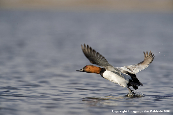 Canvasback duck taking flight