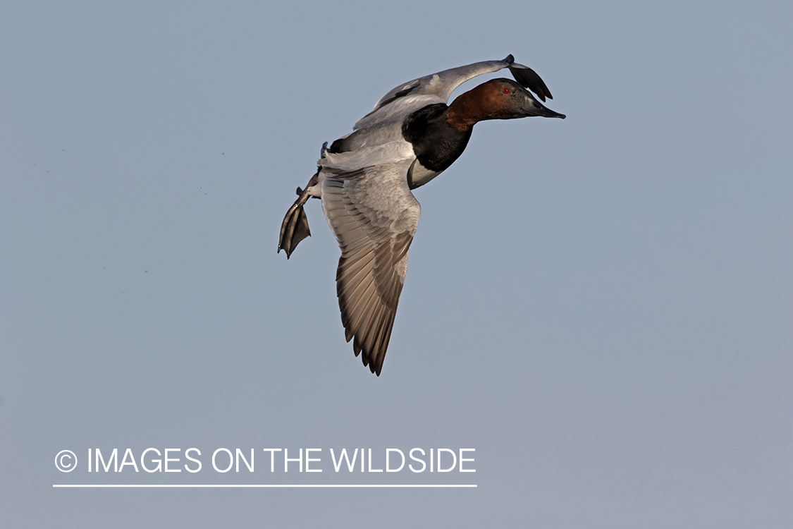 Canvasback (whiffling) in flight.