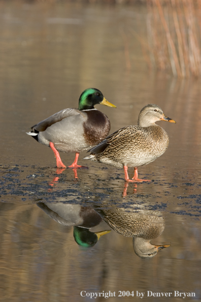 Mallards on ice.