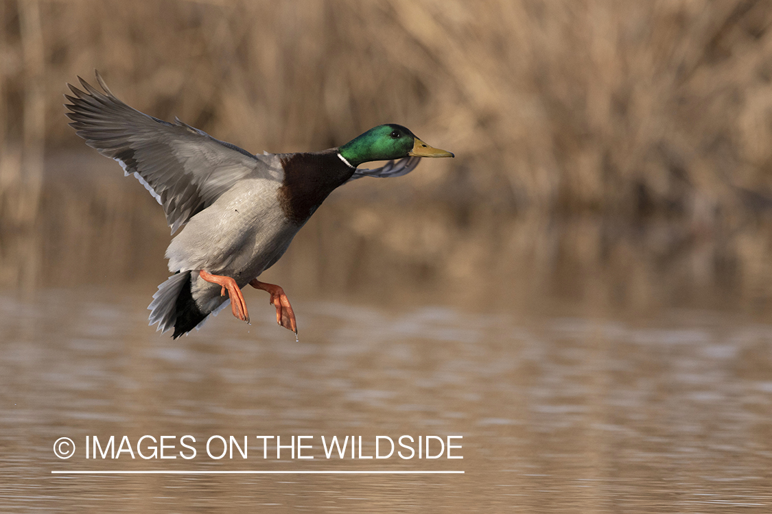 Mallard drake in flight.