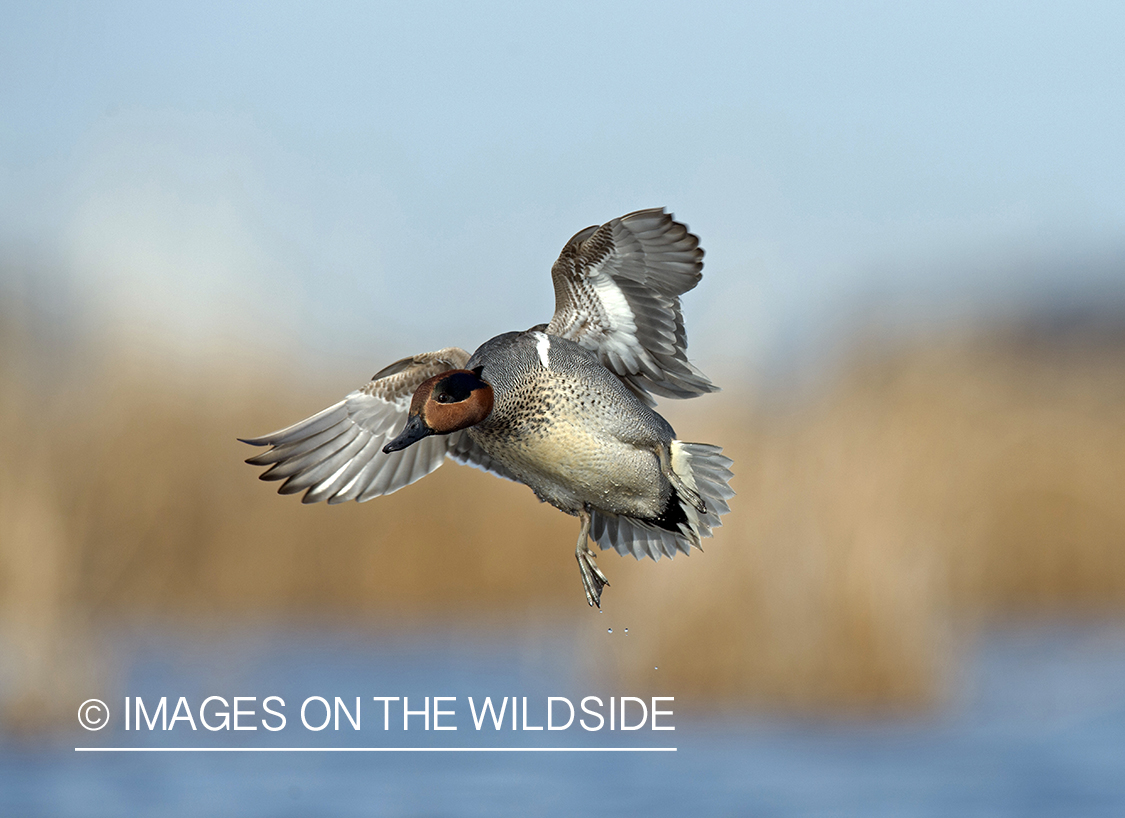 Green-winged Teal in flight.