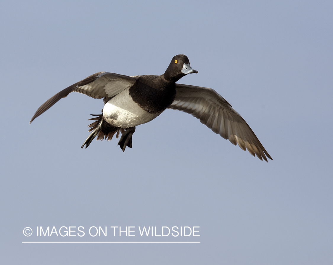 Lesser Scaup duck in flight.