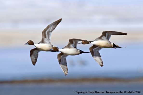 Pintails in habitat