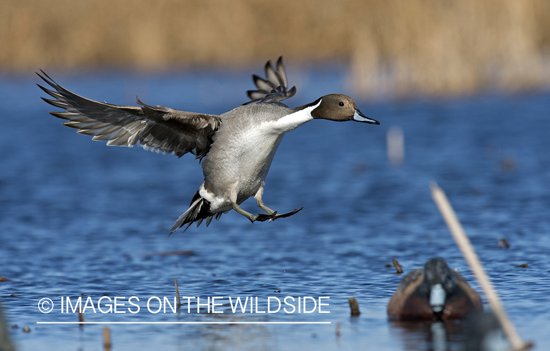 Pintail in flight.