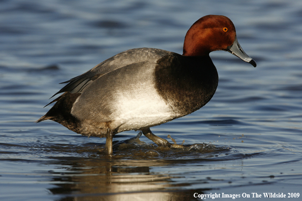 Redhead Drake