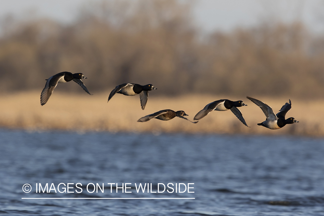 Ring-necked ducks in flight.