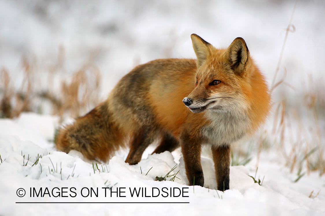 Red Fox in winter habitat.