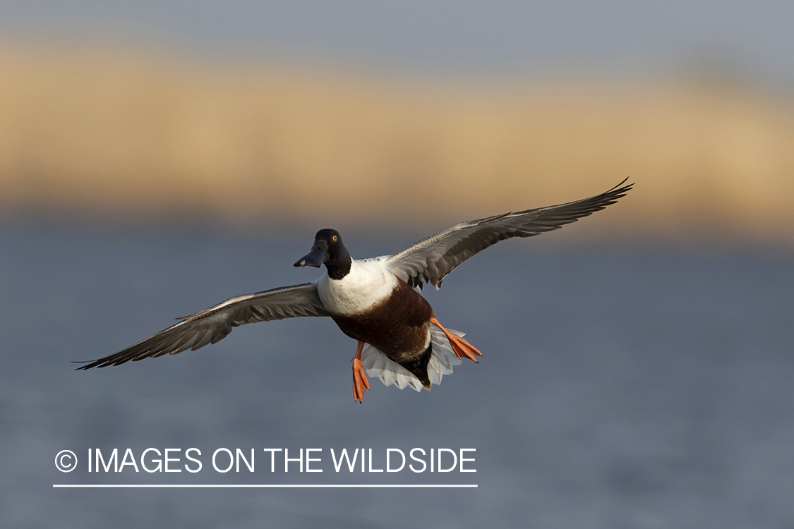 Shoveler duck in flight.