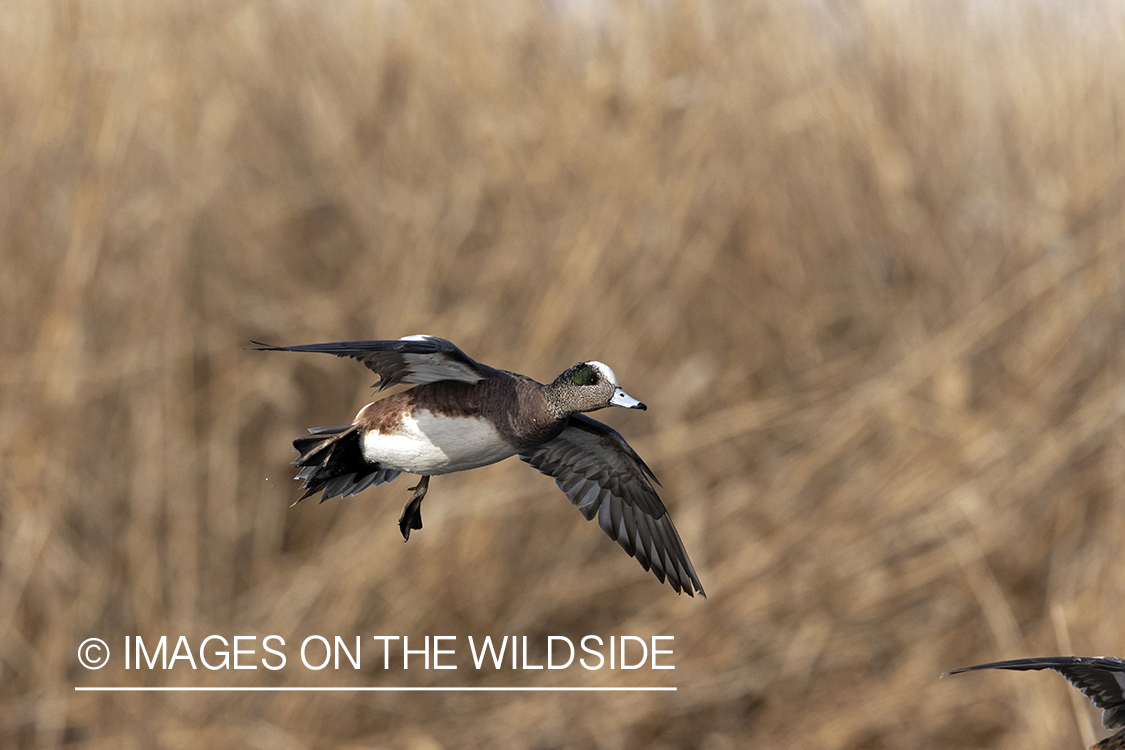 Wigeon drake in flight.