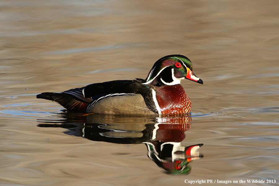 Wood Duck drake in habitat.