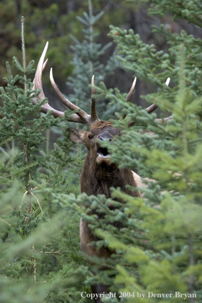 Rocky Mountain bull elk bugling.