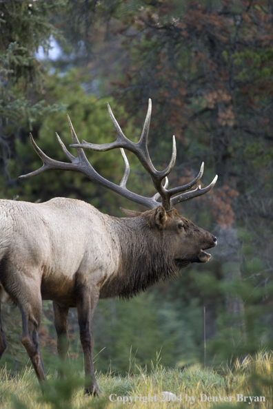 Rocky Mountain bull elk bugling.