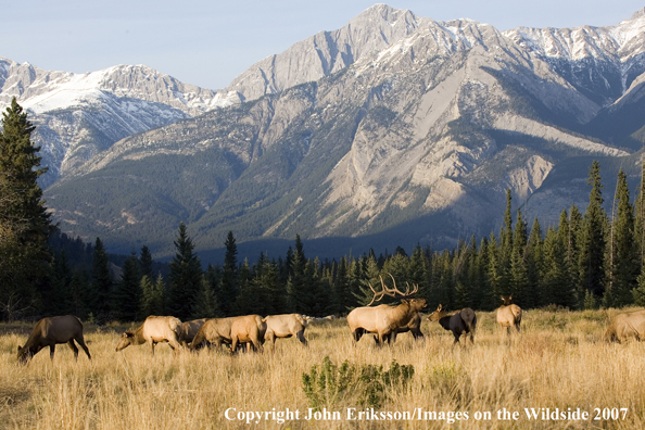 Elk in habitat